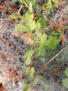 Pat 05 Spinnenweb met dauw